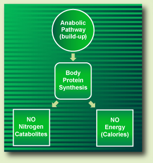 Anabolic and catabolic reactions in the body